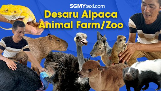 Desaru Alpaca Animal Farm/Zoo (Imported Animal)