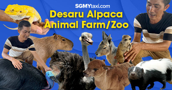 Desaru Alpaca Animal Farm