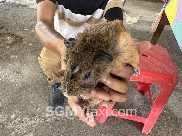 Desaru Alpaca Animal Farm_Guinea Pig