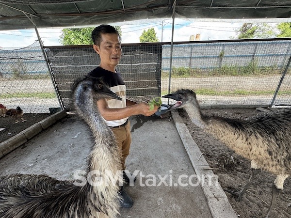 Desaru Alpaca Animal Farm Emu Bird