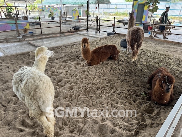 Desaru Alpaca Animal Farm/Zoo (Imported Animal)