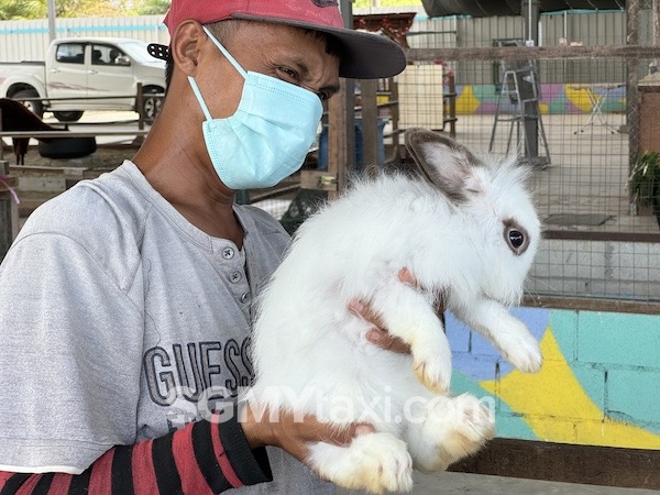 Desaru Alpaca Animal Farm Big Rabbit