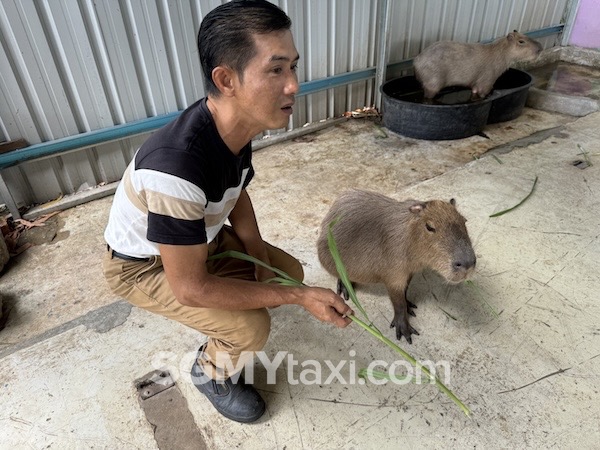 Desaru Alpaca Animal Farm_capybara1