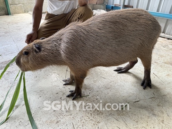 Desaru Alpaca Animal Farm_capybara2