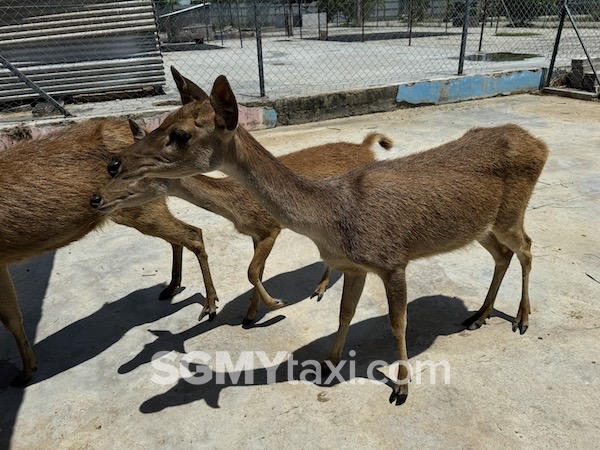 Desaru Alpaca Animal Farm Deer