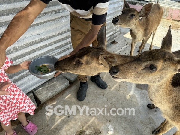 Desaru Alpaca Animal Farm Feeding Deer