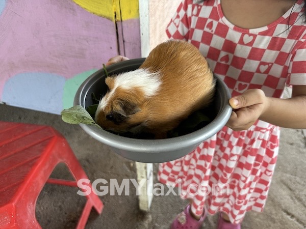 Desaru Alpaca Animal Farm_guinea pig