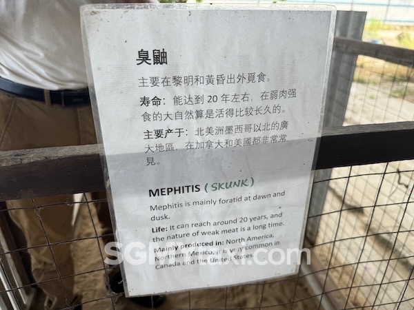 Desaru Alpaca Animal Farm_Mephitis Skunk Info