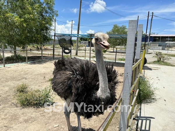 Desaru Alpaca Animal Farm Ostrich