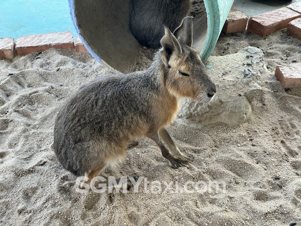 Desaru Alpaca Animal Farm Patagonian Cavy 