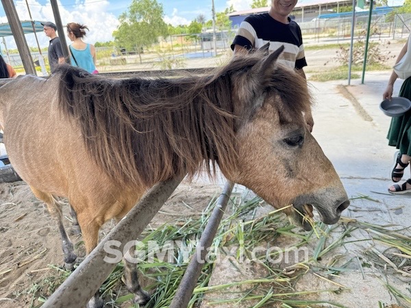 Desaru Alpaca Animal Farm Pony