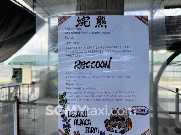 Desaru Alpaca Animal Farm_Racoon Info