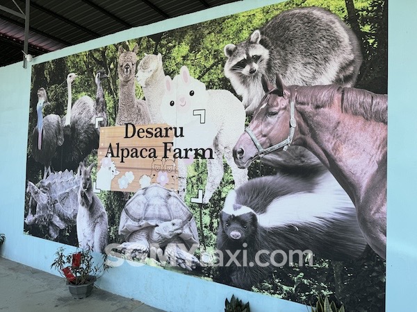 Desaru Alpaca Animal Farm/Zoo (Imported Animal)