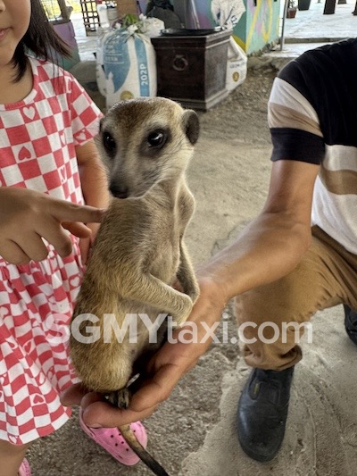 Desaru Alpaca Animal Farm_Standing Meerkat