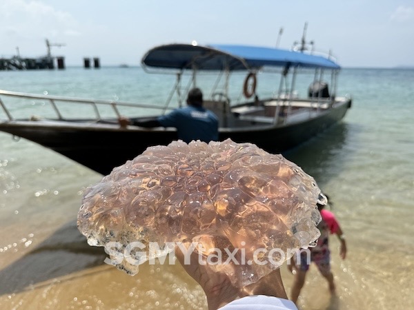 Tioma Berjaya Beach Jelly Fish