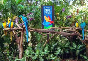 Jurong Bird Park In Singapore