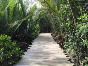 Mangrove Broad Walk At Pulau Ubin