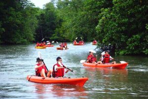 Mangrove Kayaking At Pulau Ubin