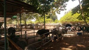 Ostrich Farm in Desaru