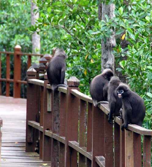 A lot of Monkey can be found in Tanjung Piai National Park, so becareful with your belongings
