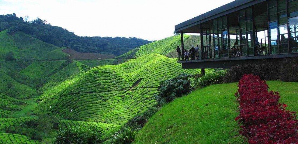 4 Best Attractions In Cameron Highlands